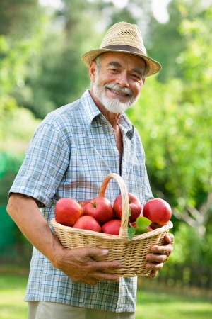 Gardener holds a basket of ripe applesの写真素材