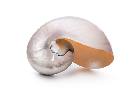 Pearl shell of a Nautilus pompilius on white background