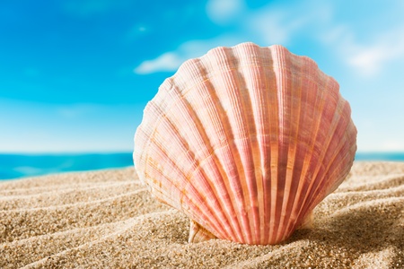 beautiful scallops shell on the sandy beach