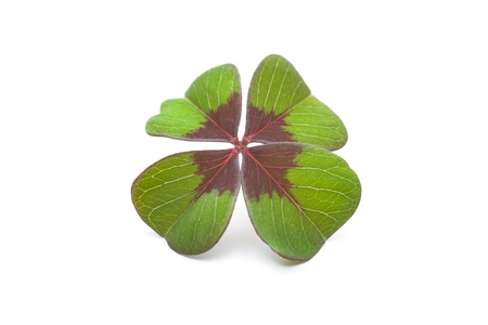 Four leaf clover on a white backgroundの写真素材