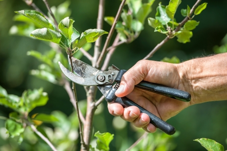Pruning of  trees with secateurs in the gardenの写真素材