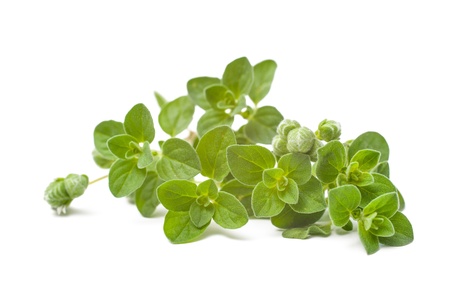 Twig of oregano on a white backgroundの写真素材