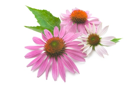 Echinacea flowers isolated on a white backgroundの写真素材