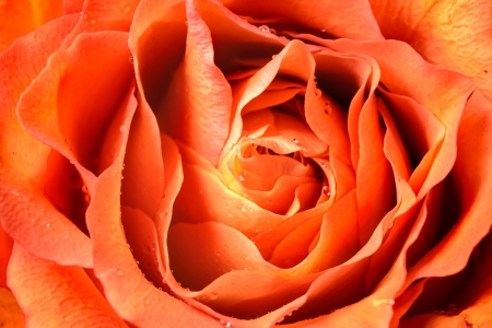 close up of orange rose petalsの写真素材