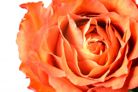 close up of orange rose petalsの写真素材
