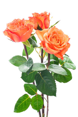 Orange roses isolated on the white backgroundの写真素材