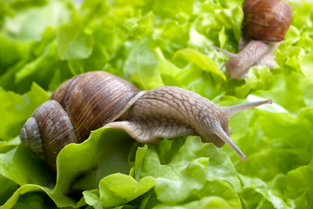 Slug in the garden eating a lettuce leaf. Snail invasion in the gardenの写真素材