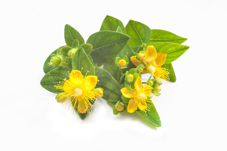 Common St. Johnswort flower isolated on white backgroundの写真素材