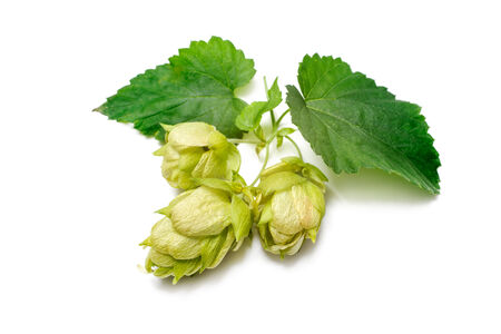 Green hop plant isolated on white background