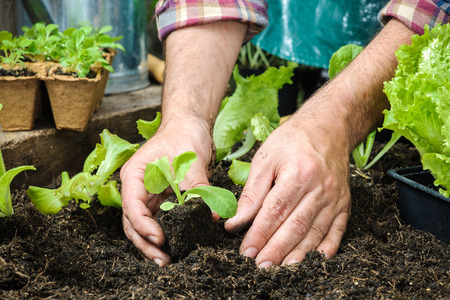 Farmer planting young seedlings of lettuce salad in the vegetable gardenの写真素材