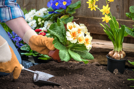 Gardener planting flowers in pot with dirt or soil at back yardの写真素材