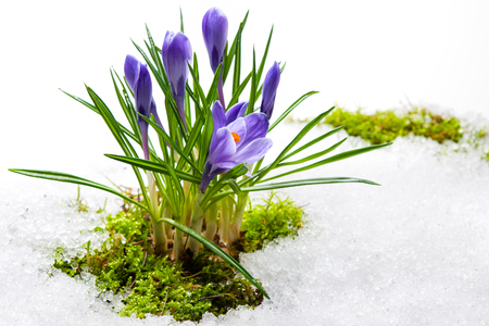 spring crocuses in melting snowの写真素材