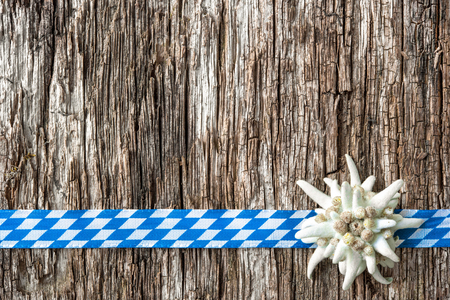 Edelweiss with Bavarian ribbon on weathered wood backgroundの写真素材