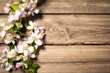 Spring flowering branch on wooden background. Apple blossomsの写真素材