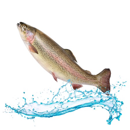 Atlantic salmon fish jumping out of waterの写真素材