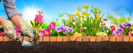 Planting flowers in sunny gardenの写真素材