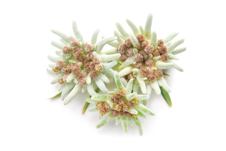 Edelweiss flowers isolated over white. Leontopodium alpinumの写真素材