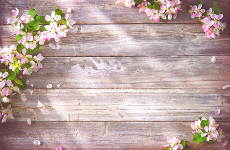 Spring blooming branches on wooden background. Apple blossomsの写真素材