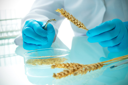 Researcher analyzing agricultural grains and legumes in the laboratory. GMO research of cereals. Testing of  genetically modified seedsの写真素材
