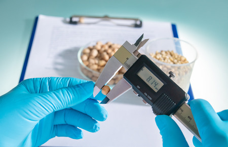 Researcher analyzing agricultural grains and legumes in the laboratory. GMO research of cereals. Testing of  genetically modified seedsの写真素材