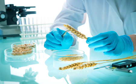 Researcher analyzing agricultural grains and legumes in the laboratory. GMO research of cereals. Testing of  genetically modified seedsの写真素材