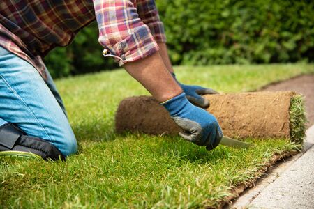 Man laying grass turf rolls for new garden lawnの写真素材