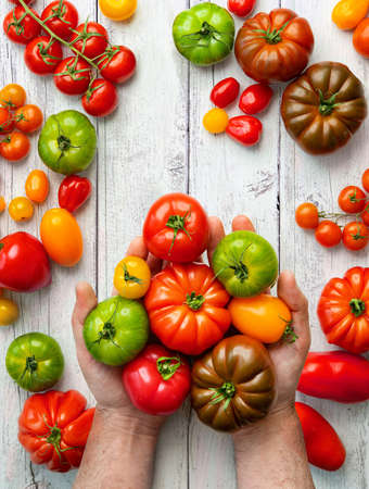 Farmer holds tomatoes of different varieties on white wooden tableの写真素材