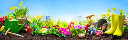 Spring flowers with the gardening tools in the garden in front of blue skyの写真素材