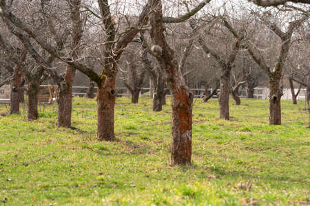 apple orchardの写真素材