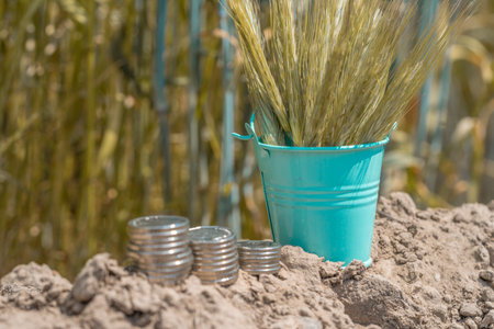 The concept of the cost of grain, trade relations of agriculture. Several ears of wheat are in a trading basket, next to the coins. Demonstrating the cost and high cost of buying grainの写真素材
