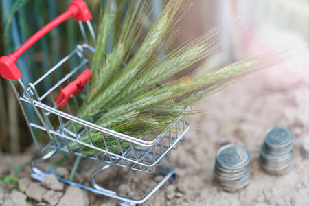 The concept of the cost of grain, trade relations of agriculture. Several ears of wheat are in a trading basket, next to the coins. Demonstrating the cost and high cost of buying grainの写真素材