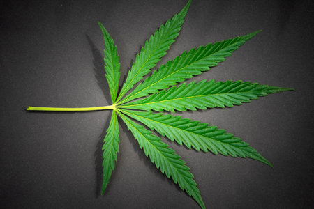 Large leaves and buds of cannabis. Hemp bush and empty space for textの写真素材