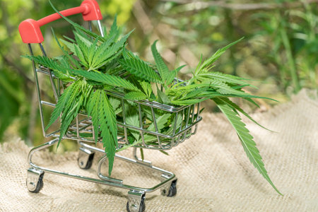 Supermarket trolley with marijuana leaves and medical cannabis oilの写真素材
