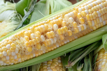 Raw cobs of young corn with leaves on a wooden table. the inscription on the cob Agro