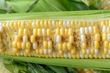 Raw cobs of young corn with leaves on a wooden table. the inscription on the cob "Agro"の写真素材