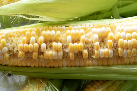 Raw cobs of young corn with leaves on a wooden table. the inscription on the cob "Agro"の写真素材