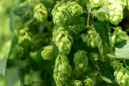 Green fresh hop cones for making beer and bread close upの写真素材