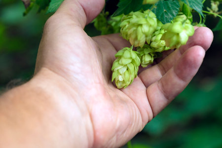 Green fresh hop cones for making beer and bread close upの写真素材