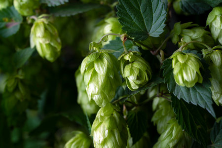 Green fresh hop cones for making beer and bread close upの写真素材