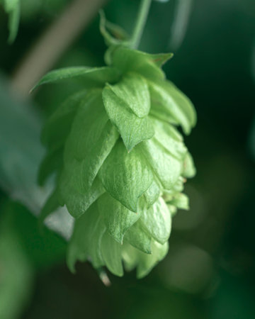 Green fresh hop cones for making beer and bread close up