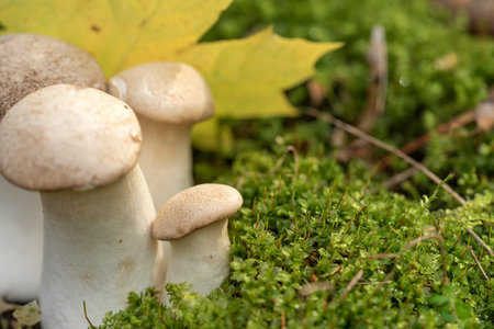 Forest mushrooms in the forest on a natural background. Close-up photoの写真素材