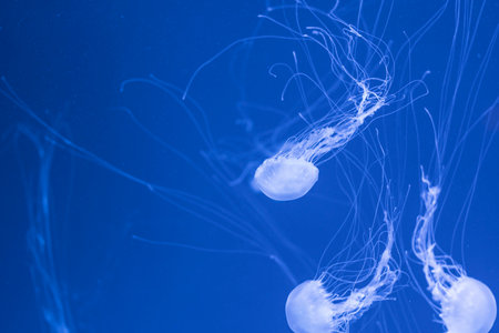 Jellyfish floating in the ocean-sea, the light passes through the water, creating a volumetric ray effect. Dangerous blue jellyfishの写真素材