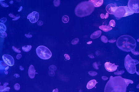 Jellyfish floating in the ocean-sea, the light passes through the water, creating a volumetric ray effect. Dangerous blue jellyfishの写真素材