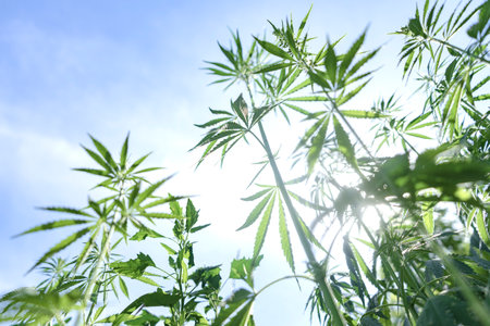 Medical use of marijuana plant in drug addiction treatment and cosmetology legal theme of plant concept with close up. medical cannabisの写真素材