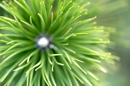 Branches of spruce forest nature landscape. Christmas background symbol of the holiday evergreen...