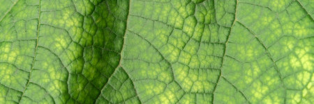 Texture of a green leaf close-up. macro photography. Use as background for text