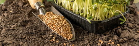 Garden spatula with sprouts and grain lying on the ground. Garden concept, the beginning of the...