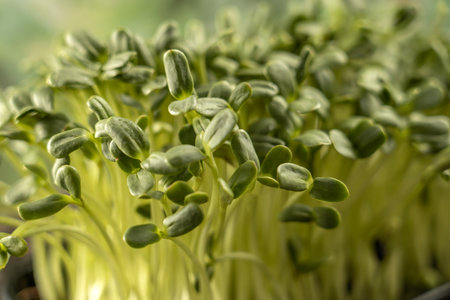 Leaves of microgreens. Close-up of seedlings 6 days of microgreens. Germination of seeds at home. The concept of vegan and healthy food.の写真素材