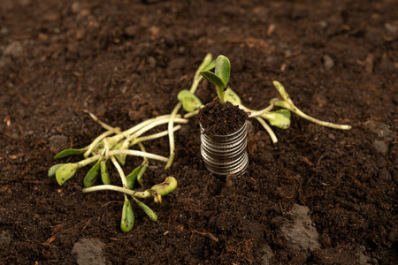 Plants for Money - The Concept of Money Growth A male farmer is touching the soil in a field with his hands. Farmer's hands hold organic soil and plants with money .の写真素材