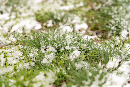 Snow cover on the grass in the park. The concept of precipitation, cold, frost, abnormal weather conditions in the warm season. Background image for articlesの写真素材